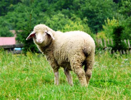 Лечебные свойства овечьего меха