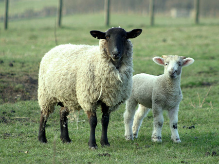 Одежда из овчины – это не только тепло, но и удобно
