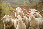 Интересные факты про изделия из овчины