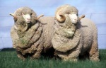  Теплые и полезные изделия из овчины