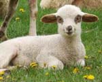 Лечебные свойства овечьего меха
